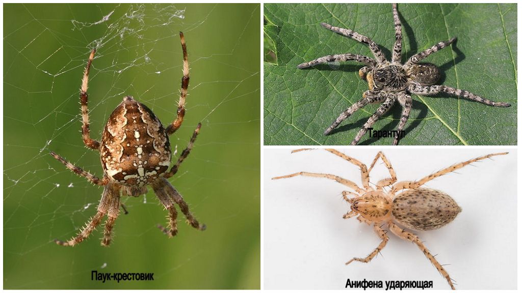 Description et photos des araignées dans la région de Leningrad