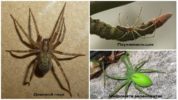 Spiders of the Moscow Region