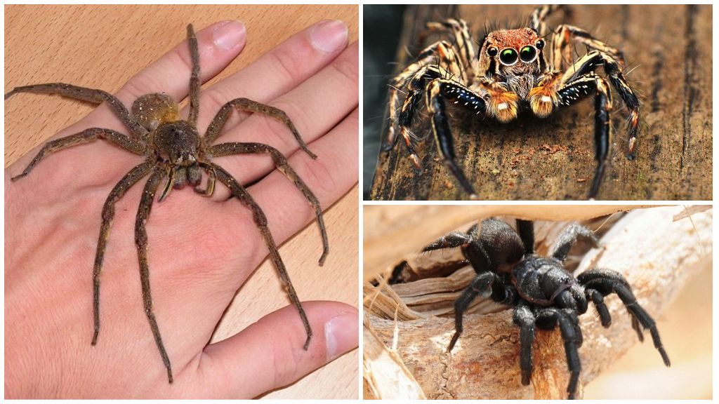 Typy pavúkov v Rusku: fotografie, mená a popis