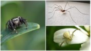 Edderkopper fra Ukraine