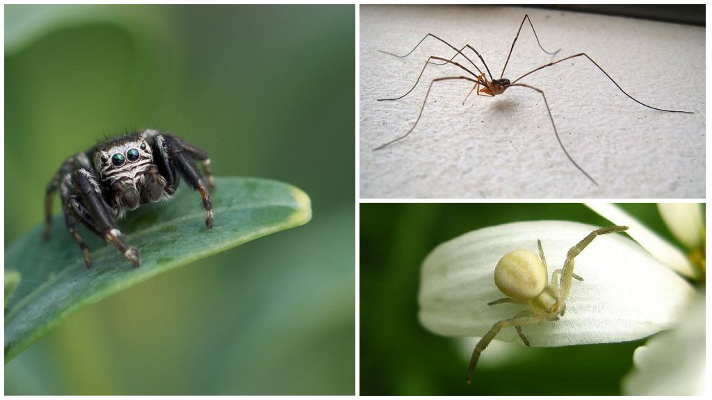 Beschrijving en foto's van spinnen uit Oekraïne