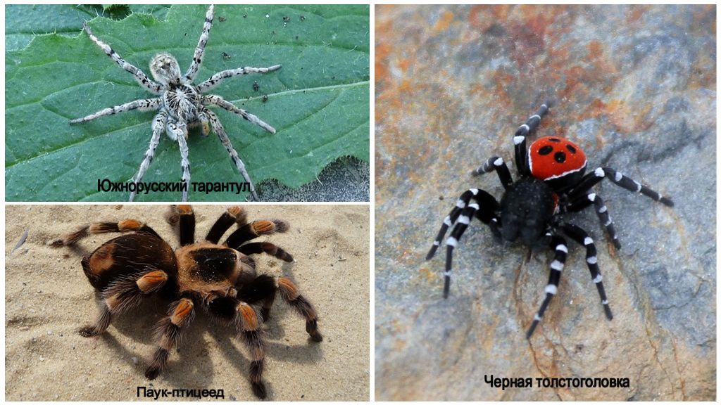 Description et photos des araignées de la région de Volgograd