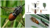 Beetle sawfly