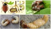 May bug reproduction cycle