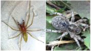 Tarantula južného Ruska a Sak Spider