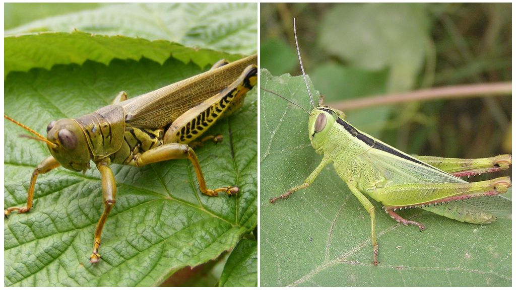 Description and photos of locusts