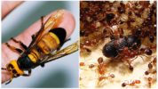 Азијски огромни хорнет и ватрени мрави