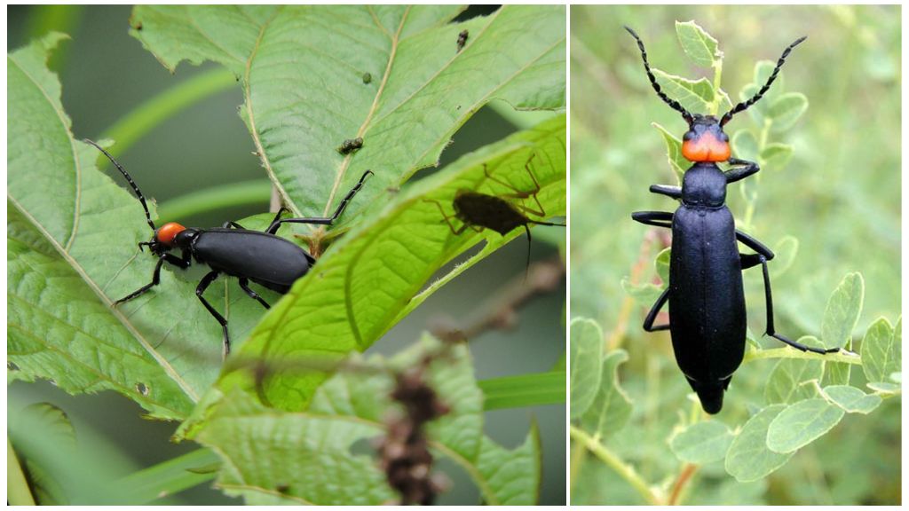 Hogyan lehet megszabadulni a fekete burgonya bogarakól