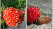 Erdbeer-Schnecken