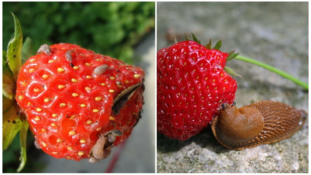 Comment traiter les fraises contre les ravageurs, les méthodes de traitement des maladies