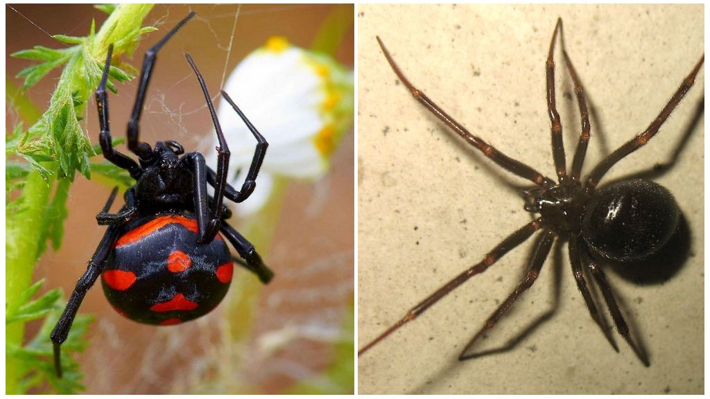 Beskrivelse og fotos af sibirske edderkopper