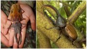 Brasiliansk skovhestejern Hummerjakke og Hercules Beetle
