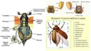 The structure of the beetle