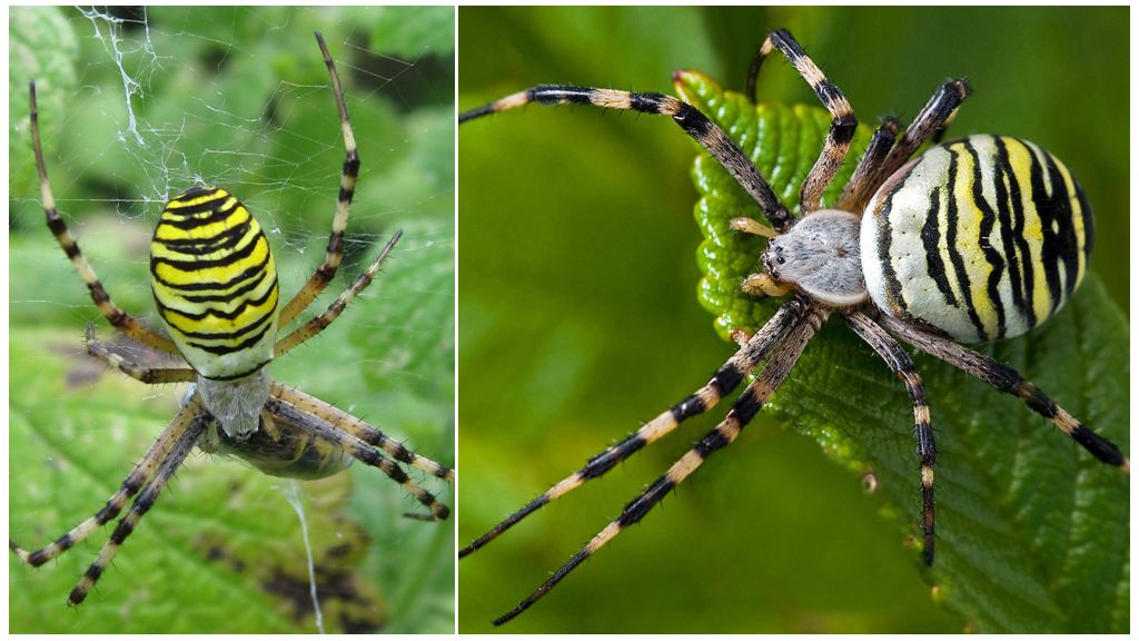 Description and photo of a tiger spider