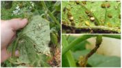 Aphids on cucumbers