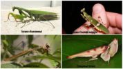 Especies de mantis