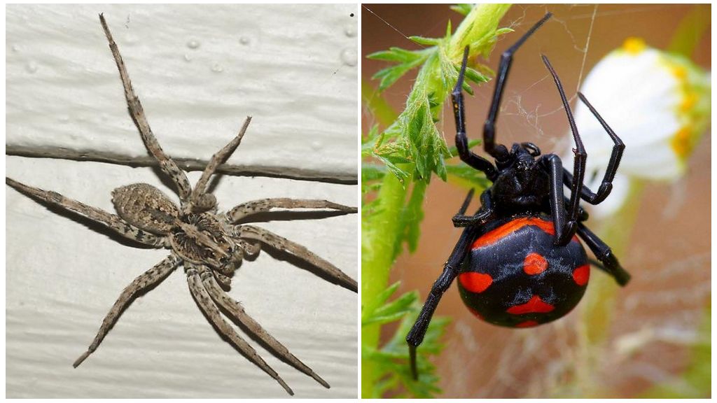 Beschreibung und Fotos von Spinnen in der Region Rostow