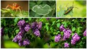 Pests of lilac