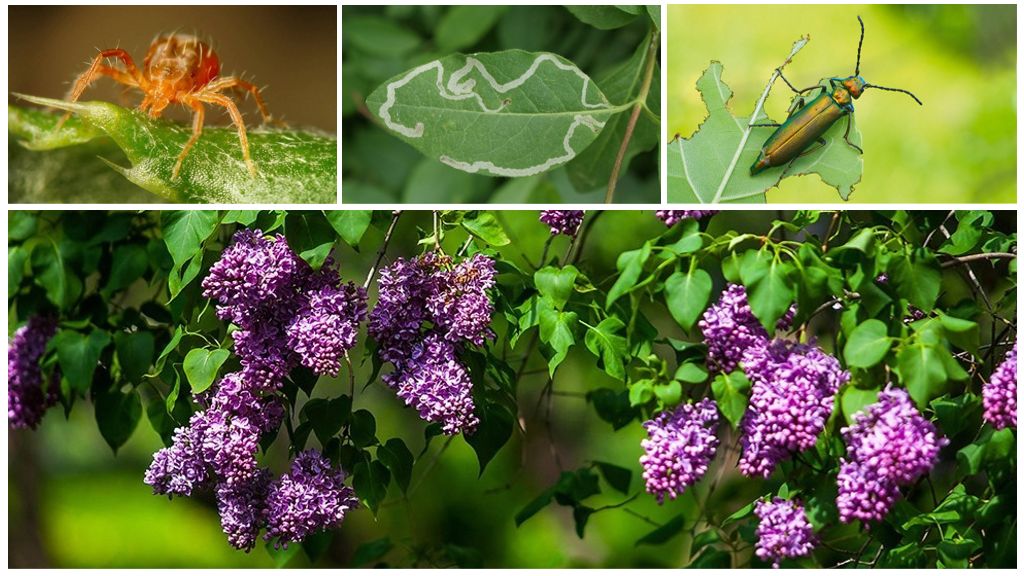 How to deal with green bugs on a lilac