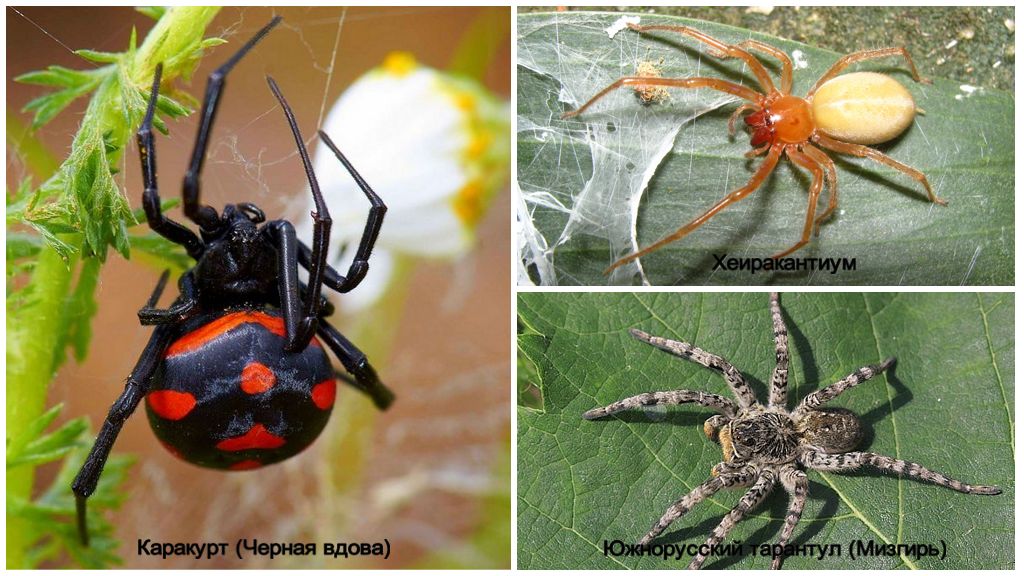 De farligste edderkopper i Rusland