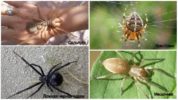 Poisonous spiders of Russia
