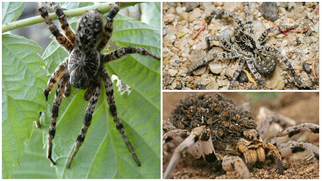 Beschrijving en foto's van spinnen in de regio Moskou