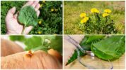 Rostliny, které pomáhají s kousnutím hmyzem