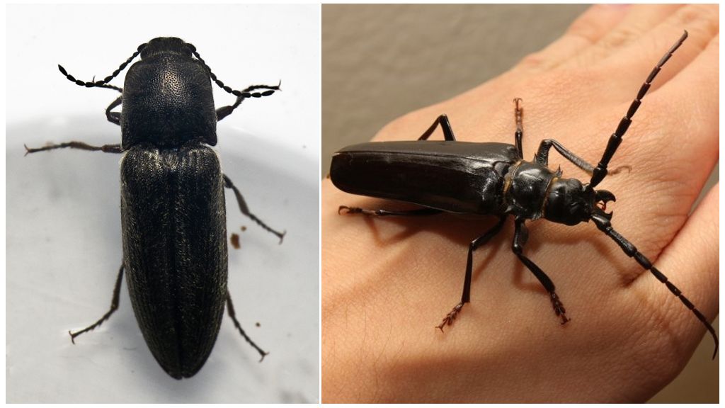 Description and photo of the nutcracker beetle (wireworm)