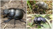 Strigun beetle