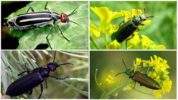 Insectos escarabajo