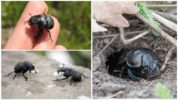 Strigun beetle