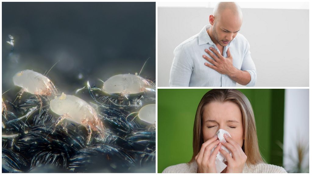 Symptômes et traitement des allergies aux tiques dans la poussière domestique