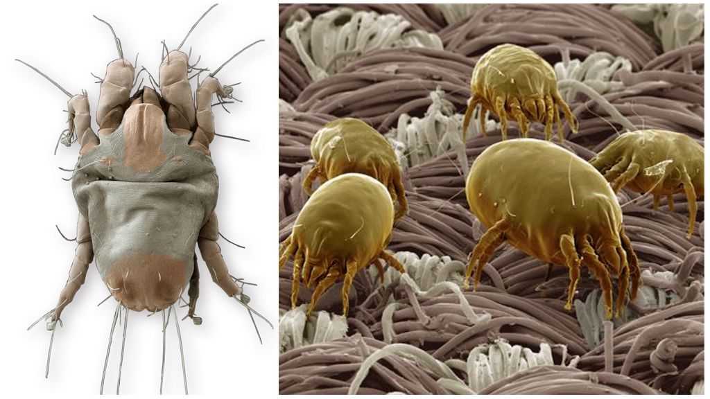 Description and photo of linen mites