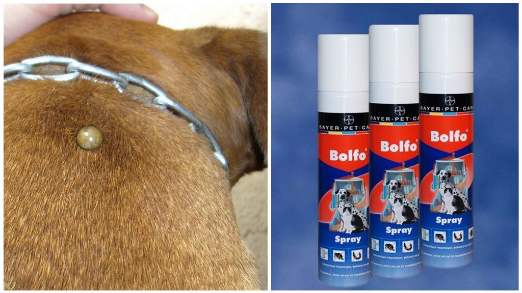 Dog Tick Bolfo Spray