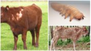 Demodecosis in cows