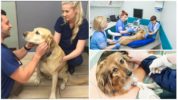 Dog Examination