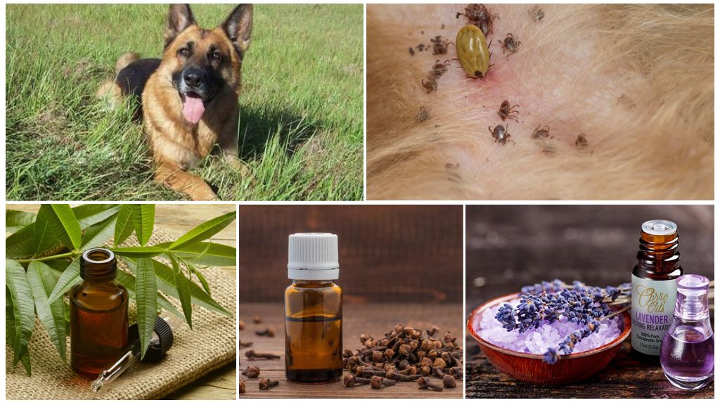 Comment protéger un chien contre les tiques avec des remèdes populaires