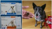 Frontline Nexguard Tabletten für Hunde