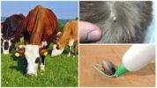 Removing a tick from a cow