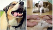 Tick-båret encephalitis hos hunde