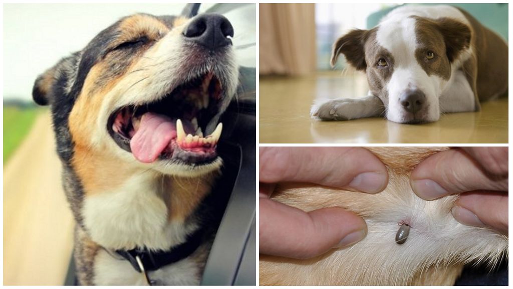 Encéphalite à tiques chez le chien: symptômes et traitement