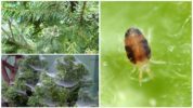 Spruce Spider Mites