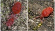 Coléoptères rouges