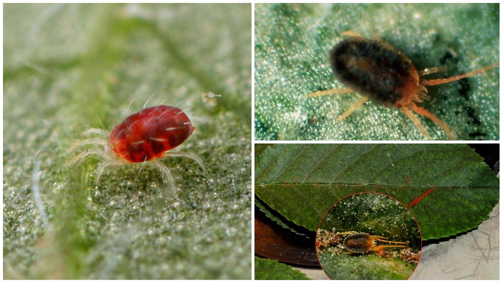 How to deal with a spider mite on apple trees