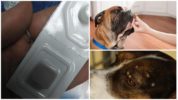 Pilules Nexgard de Frontline pour les tiques et les puces pour les chiens