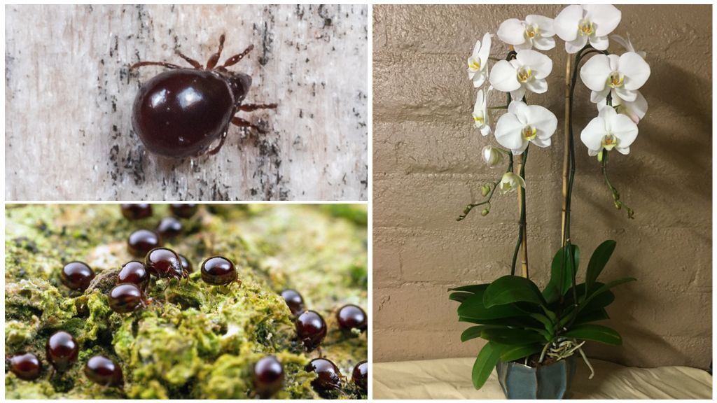 How to get rid of shell and spider mites on an orchid