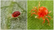 Fruit and spider mites
