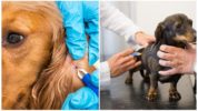 Očkovanie proti kliešťom pre psov