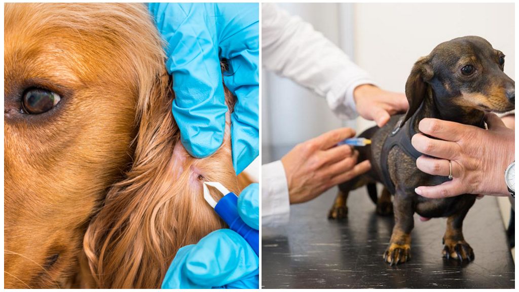 Injections de tiques pour chiens