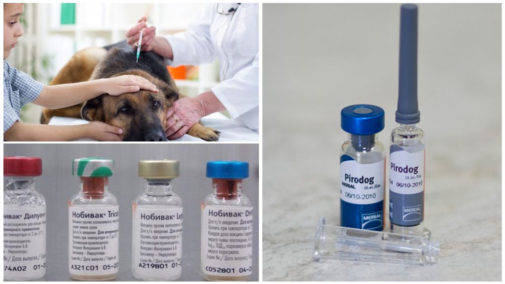 Injections de vaccin contre la piroplasmose pour chiens